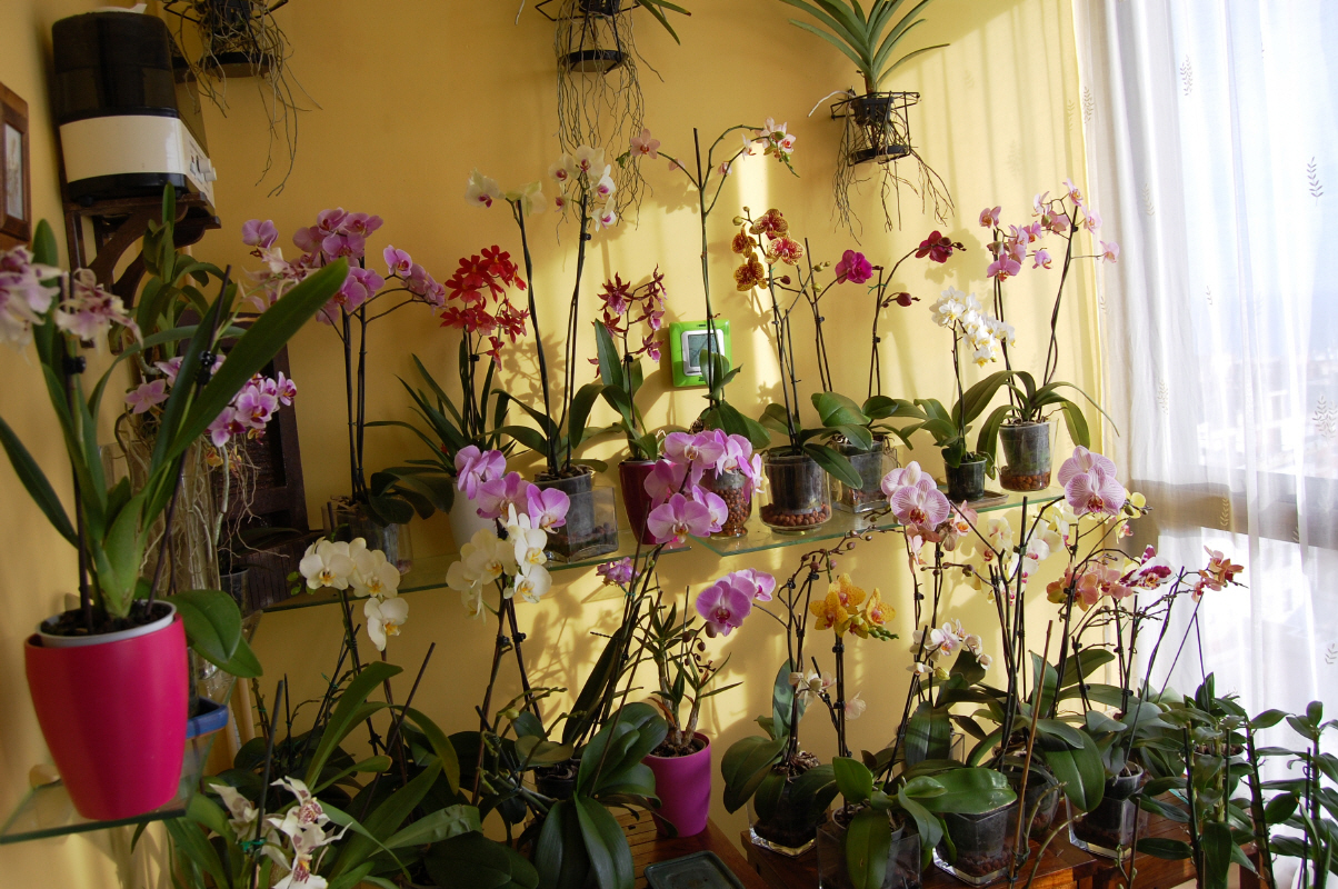 Orquídeas en maceta