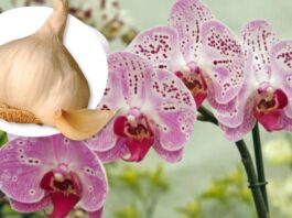orchidėja