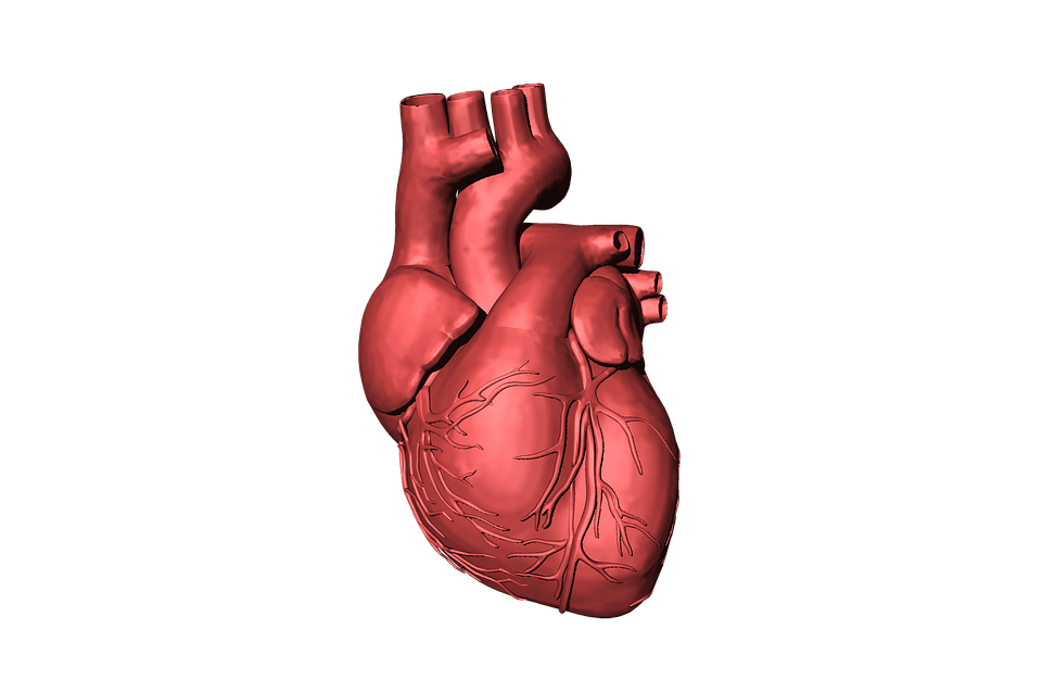 Širdies ritmo sutrikimai ir širdies stimuliacija - Širdies nepakankamumo gydymas - paciento vadovas