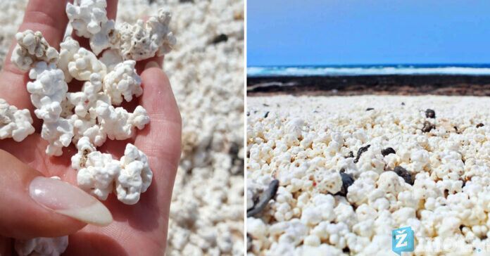 Kukurūzų spragėsių paplūdimys Kanarų salose. Kodėl jis egzistuoja?