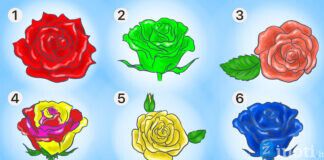 Pasirinkite rožę ir sužinokite geriausias savo charakterio savybes