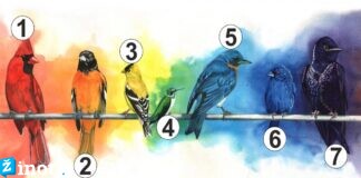 Pasirinkite paukštį ir sužinokite, kokio jausmo jums šiuo metu trūksta