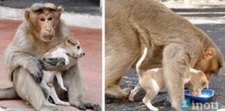 Beždžionė „įsivaikino“ benamį šuniuką ir prižiūri jį kaip tikra mama