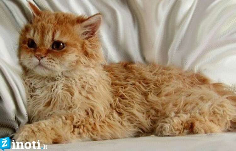 Selkirko rekso katės