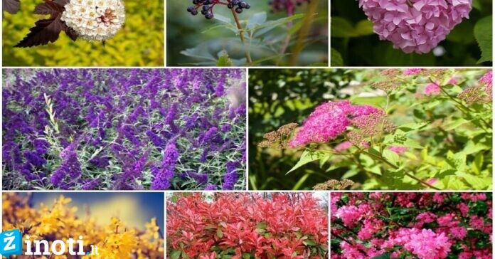 Šie žydintys krūmai pavers jūsų sodą pačiu gražiausiu ir puošniausiu!