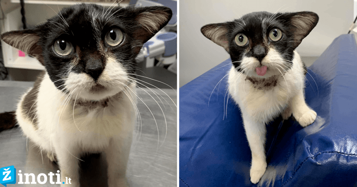 Neįprasta katė tapo interneto žvaigžde dėl savo neįprastos išvaizdos