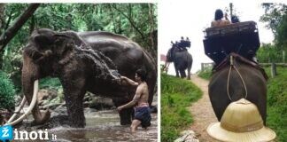 Tailande dėl koronaviruso drambliai pagauliau gali mėgautis laisve