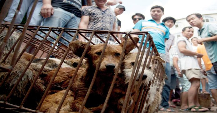 Kinijos miestas įvedė draudimą valgyti šunis ir kates