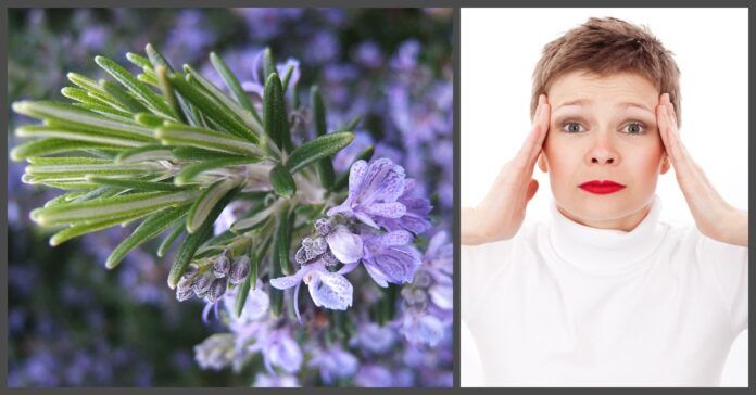 Ar žinojote, kad šie sodo augalai gali padėti kovoti su migrena?