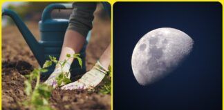 Mėnulio kalendoriaus patarimai sodininkams gegužės viduriui ir pabaigai