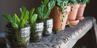 15 kambarinių augalų, kuriems reikia labai mažai priežiūros