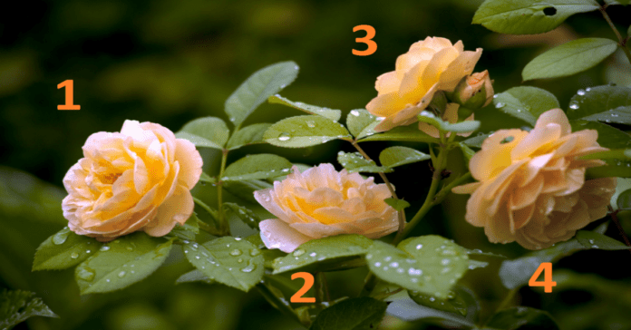Testas: pasirinkite rožę ir ji atskleis jūsų slaptus gebėjimus