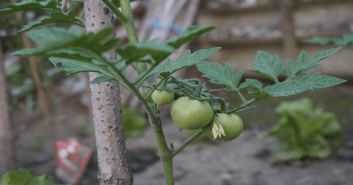 Sodininkų klaidos, kurios lemia prastą pomidorų derlių