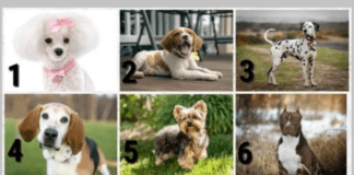 Testas: išsirinkite šunį ir sužinokite, ką jis atskleidžia apie jūsų charakterį
