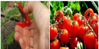 Pomidorų genėjimas: augalai bus sveikesni, o derlius didesnis