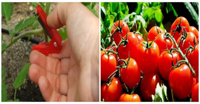 Pomidorų genėjimas: augalai bus sveikesni, o derlius didesnis