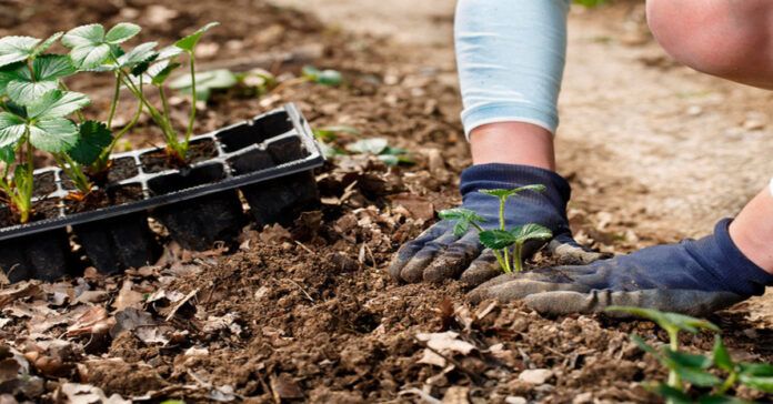 Sodininko kalendorius: ką sodinti gegužę ir kaip paruošti sėklas sodinimui