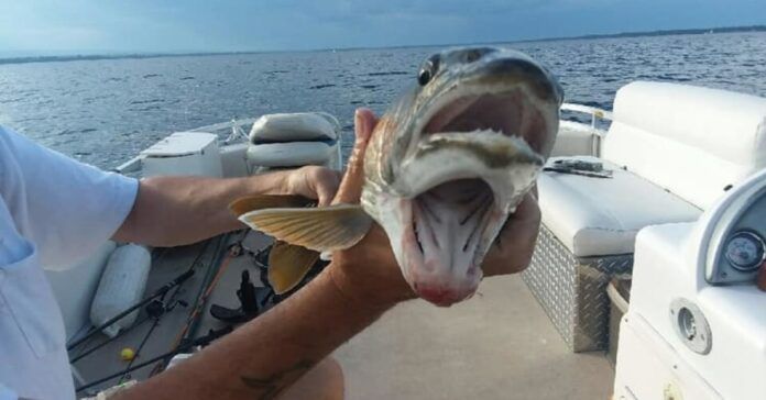 Neįtikėtinas įvykis! Žvejai pagavo žuvį su dviem burnomis