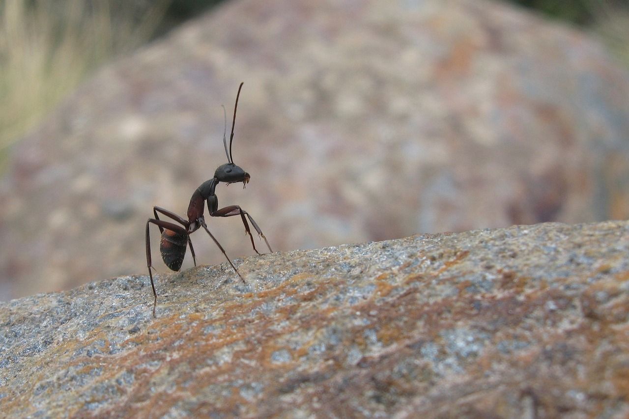 atsikratyti skruzdžių