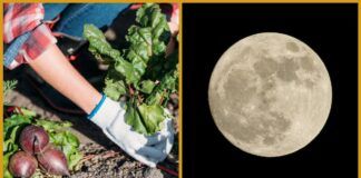 Pirmosios liepos pusės Mėnulio kalendoriaus patarimai sodininkams