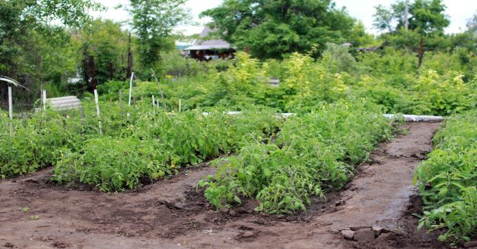 5 būdai, kaip galite padvigubinti derlių ir padaryti sodą gražesnį