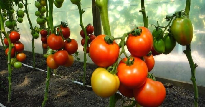 Gudrybė, kuri padeda sulaukti didžiulio pomidorų derliaus!