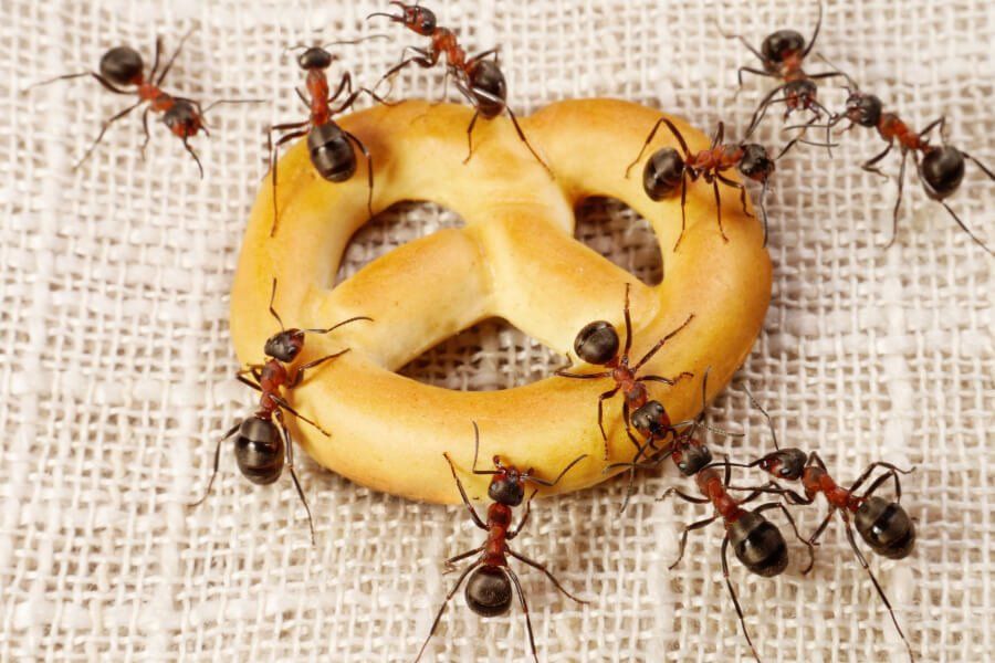 atsikratyti skruzdžių