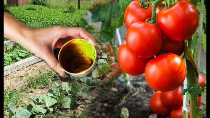Vienas triukas ir pomidorų derliumi galėsite džiaugtis iki spalio