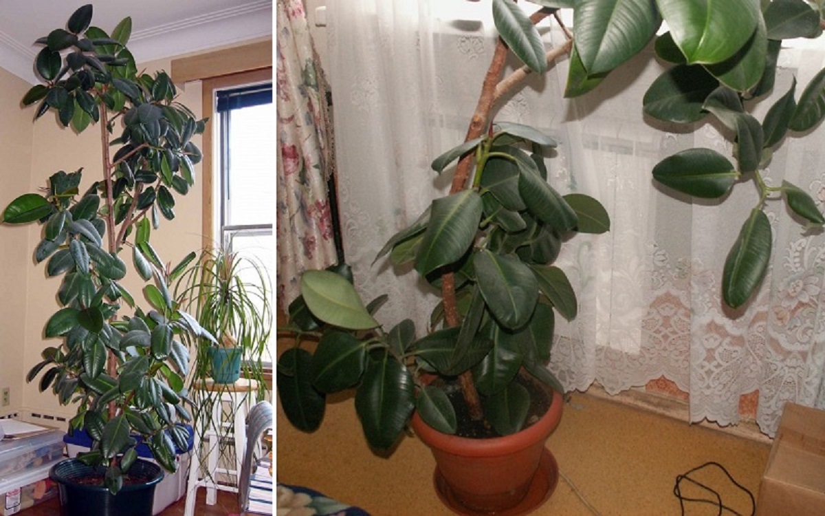 kambariniai augalai
