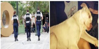Policininkai apkaltino šunį 9-mečio užpuolimu, bet sužinoję tiesą apie įvykį, išspaudė ašarą