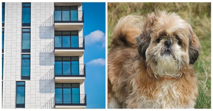 Šuo krito iš 9 aukšto balkono, o praeivis, nieko negalvojęs, jį išgelbėjo
