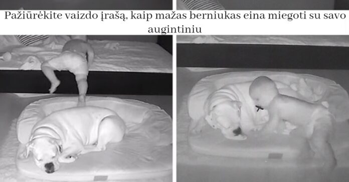 Pažiūrėkite vaizdo įrašą, kaip mažas berniukas eina miegoti su savo augintiniu