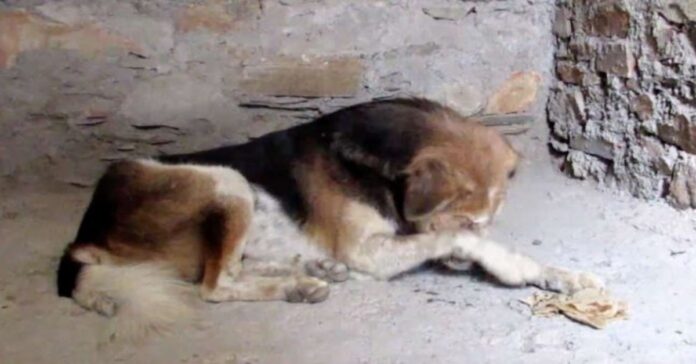 Šuo letena slėpė snukį. Jį radę gelbėtojai liko šokiruoti