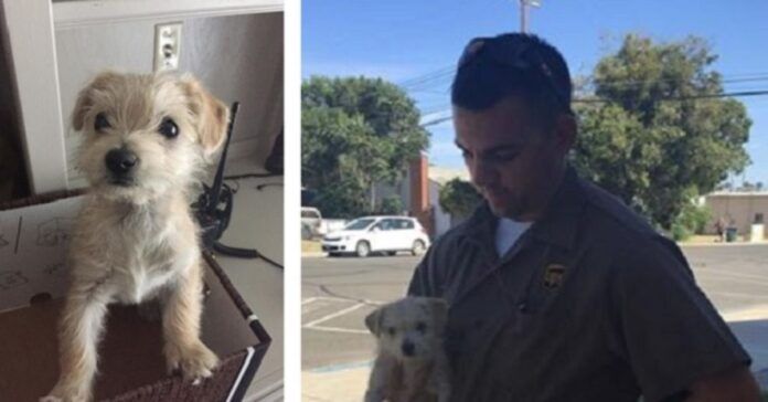 UPS darbuotojas pamatė, kad žmonės išmetė šunį iš automobilio. Vyras jį išgelbėjo