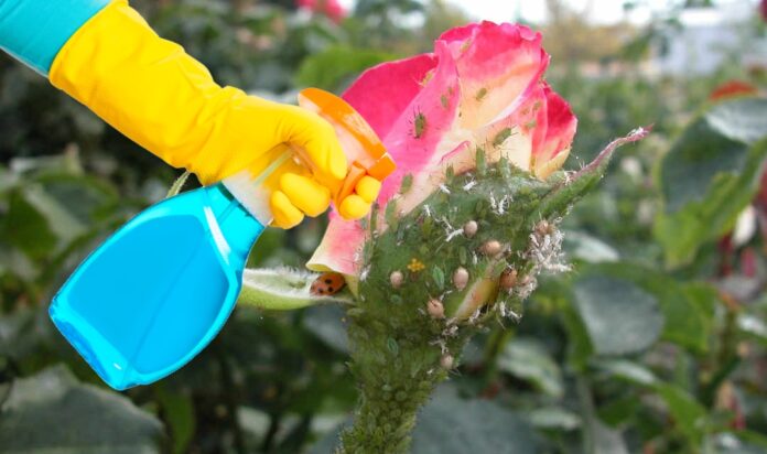 Pastebėję amarų ant rožių, iškart apipurkškite gėles šiuo tirpalu!