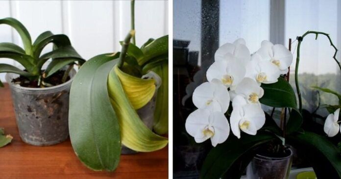 Po 3 metų orchidėja pražydo pasakiško grožio pumpurais
