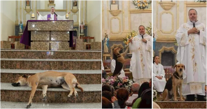 Kunigas gelbsti benamius šunis: atveda juos į bažnyčią