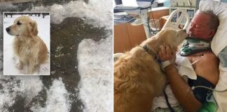 Šuo šildė sužeistą žmogų 20 valandų, kad jis liktų gyvas