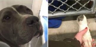 Šuns ašaros pavergė moters širdį ir gyvūnas rado naujus namus!