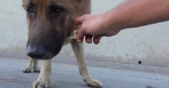 Vyras bandė išgelbėti pasmerktą šunį. Istorija, kuri palietė ne vieną!
