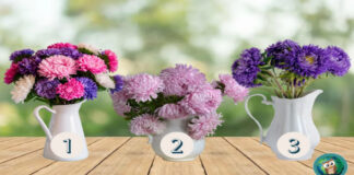 Pasirinkite gėlių puokštę ir perskaitykite ko tikėtis šią savaitę