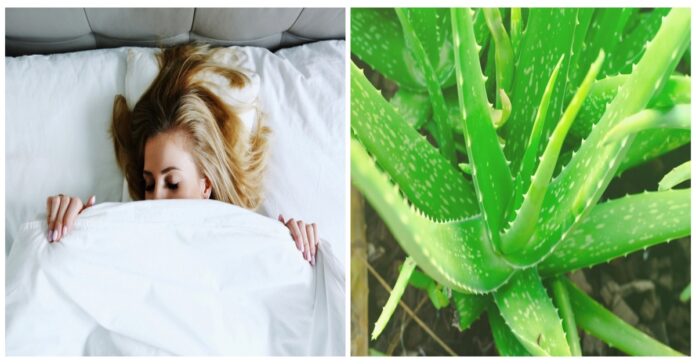 Puikūs augalai miegamajame, kurie ramina kvėpavimo sistemą