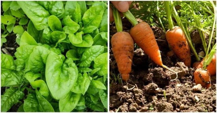 Sužinokite, kokias daržoves galima užsiauginti per mėnesį
