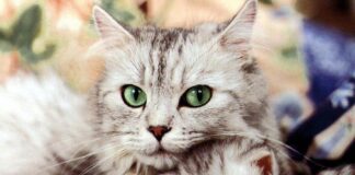 Astrologai teigia, kad katės spalva veikia namų energiją