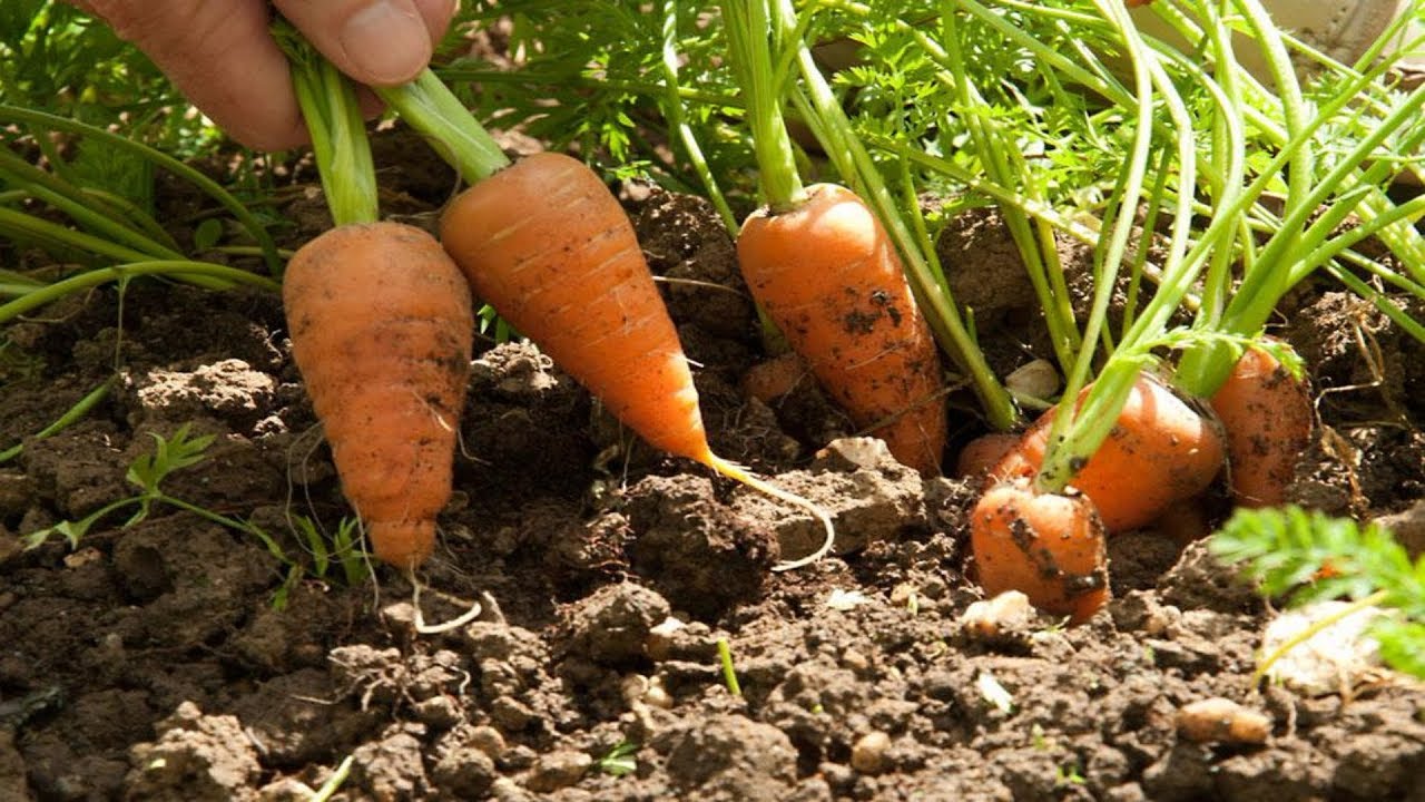 Как растет морковь. Морковь на грядке. Корнеплоды на грядке. Морковь растет на грядке. Выдернуть морковку.