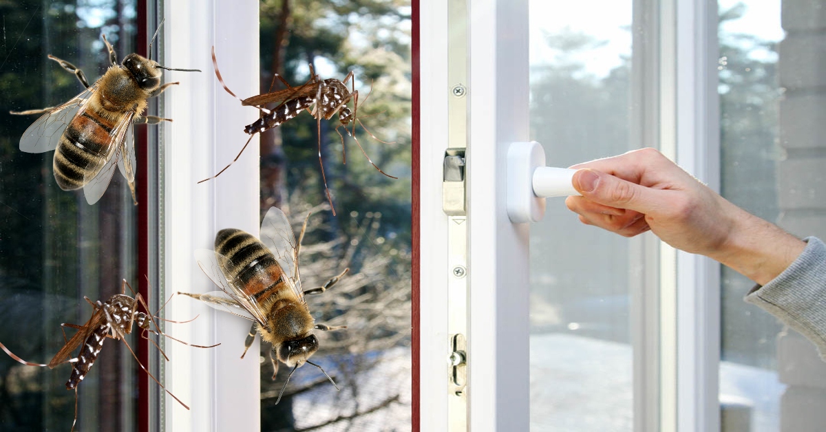 Močiutės būdas, kuris apsaugos nuo vabzdžių net su atidarytais langais!