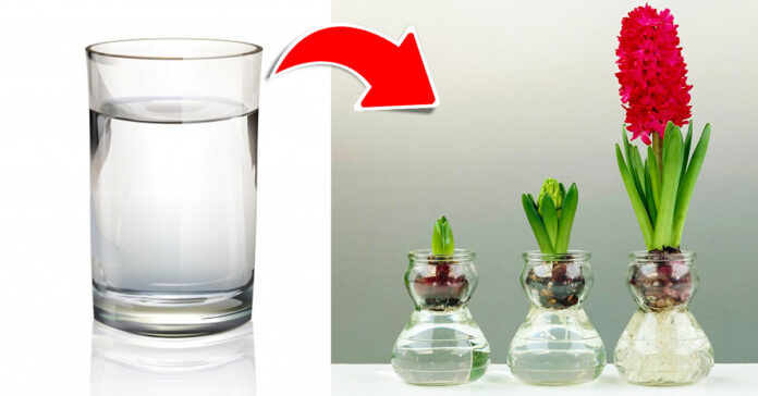Stiklinės vandens užtenka užauginti net 13 skirtingų augalų