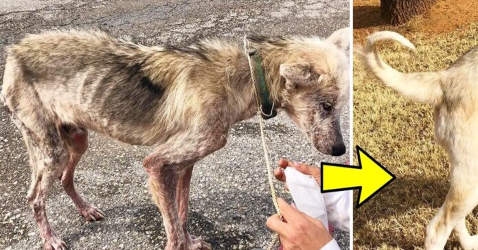 Gyvūnų mylėtojai išgelbėjo 2 metus prie grandinės prirakintą ir kankintą šunį