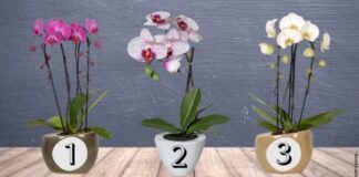 Testas: pasirinkite orchidėją ir sužinokite, ko laukti šią savaitę