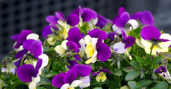 Geriausi 5 augalai, kurie privilios meilę į jūsų namus